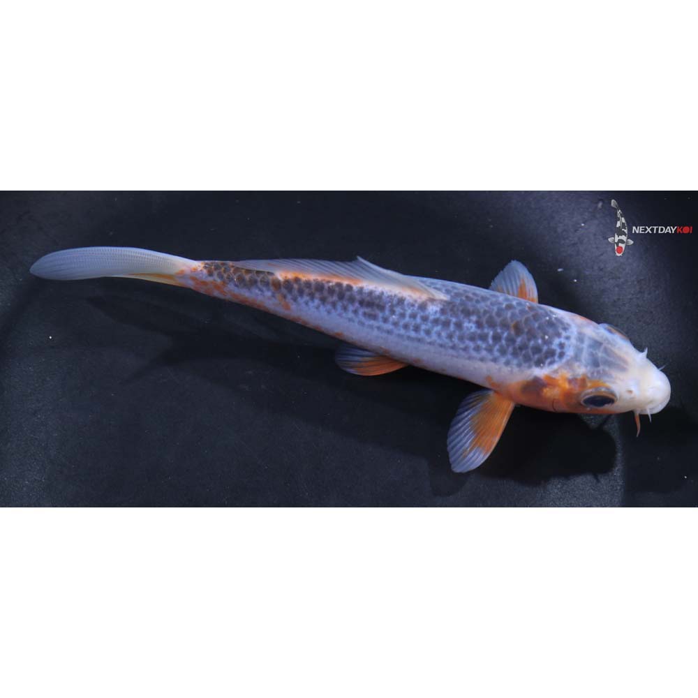 5.5” Imported Asagi