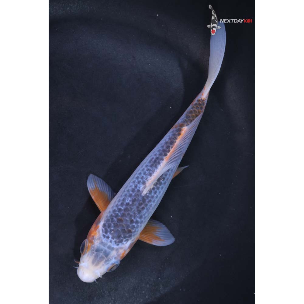 5.5” Imported Asagi