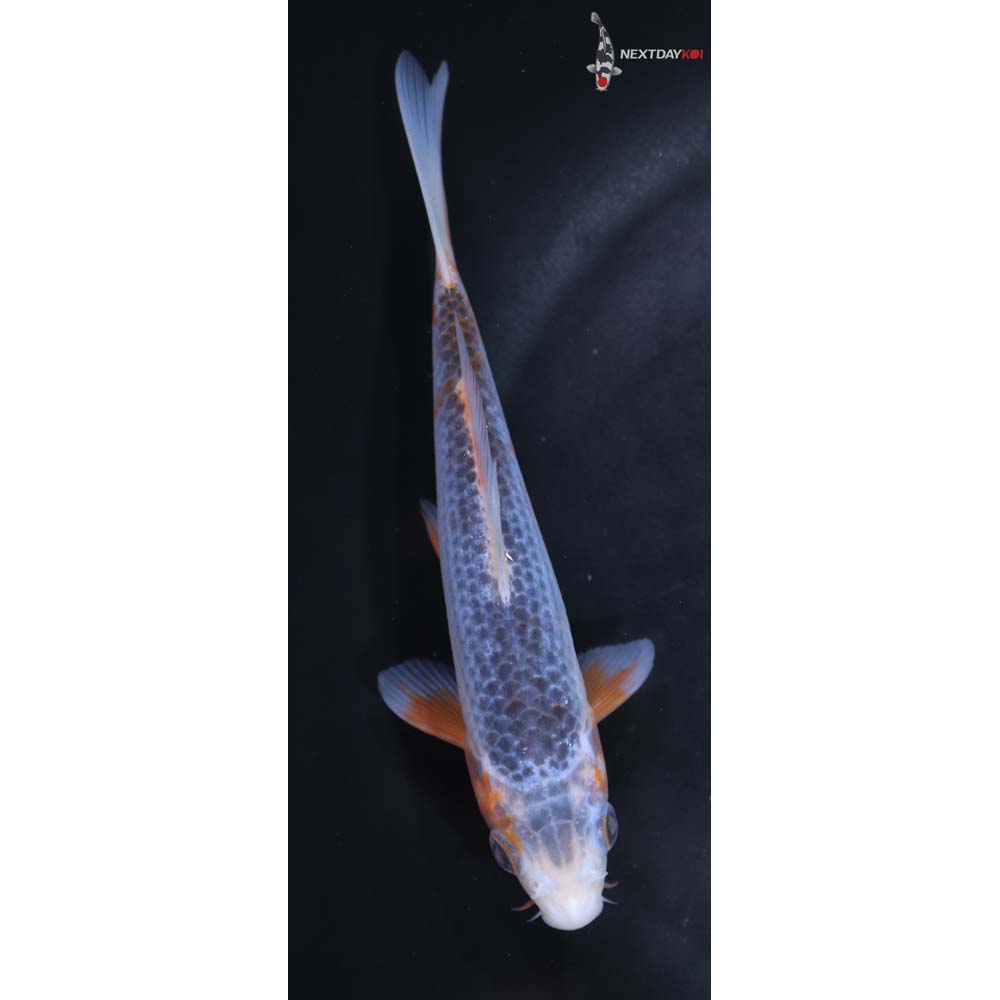 5.5” Imported Asagi