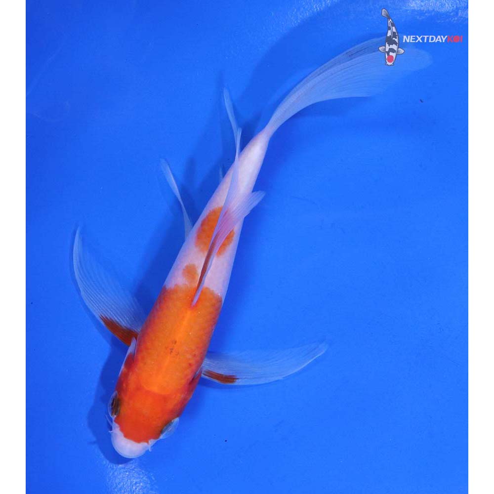 4.5” Imported Kohaku Butterfly Koi
