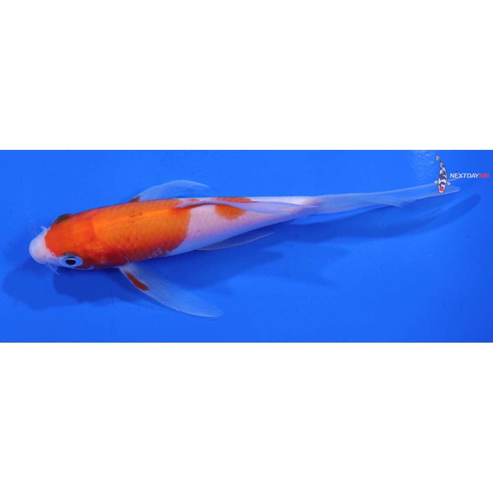 4.5” Imported Kohaku Butterfly Koi