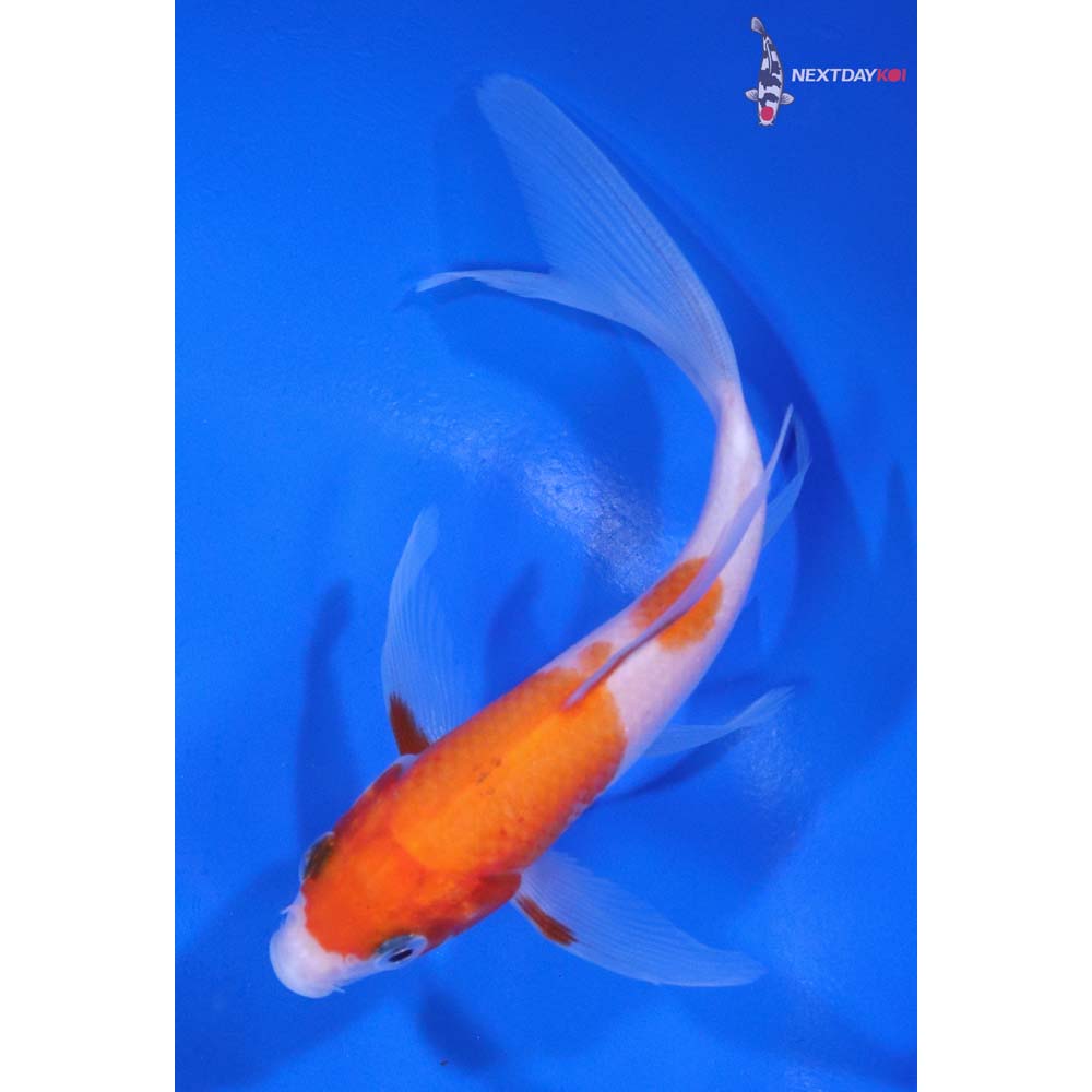 4.5” Imported Kohaku Butterfly Koi