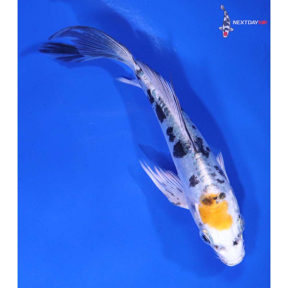 4.5” Imported Heisei Nishiki Butterfly Koi