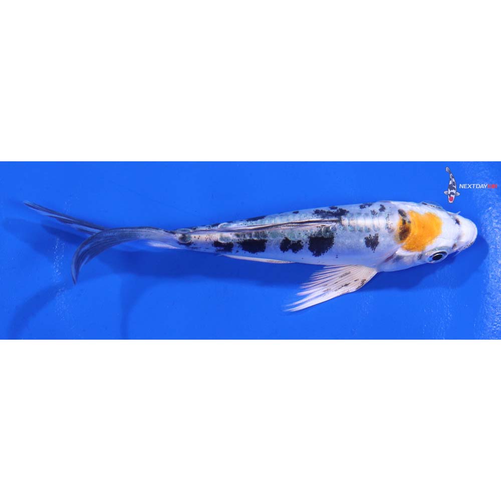 4.5” Imported Heisei Nishiki Butterfly Koi