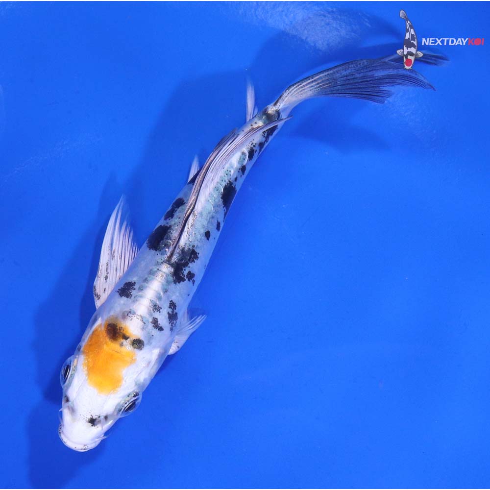 4.5” Imported Heisei Nishiki Butterfly Koi
