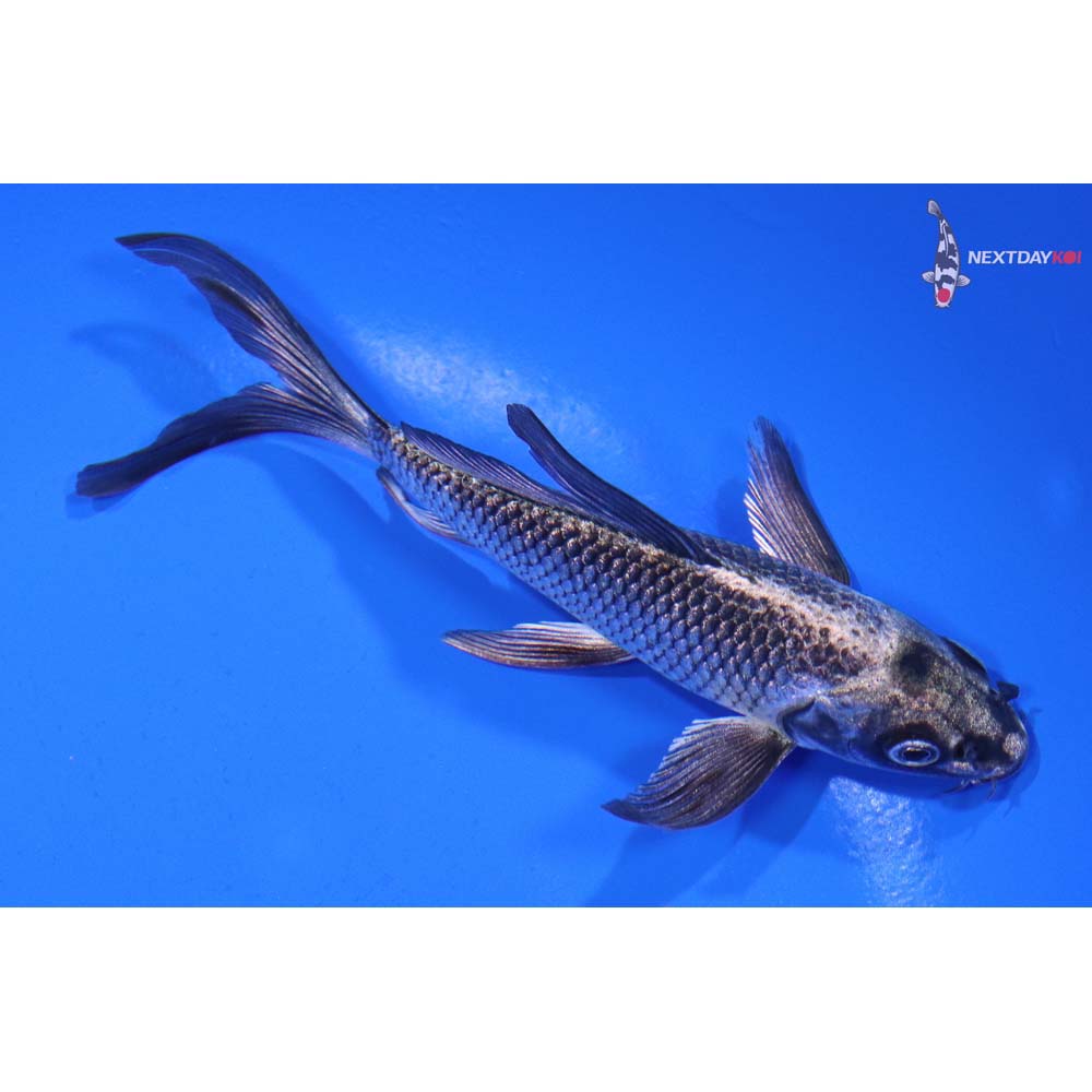 4.5” Imported Gin Matsuba Butterfly Koi