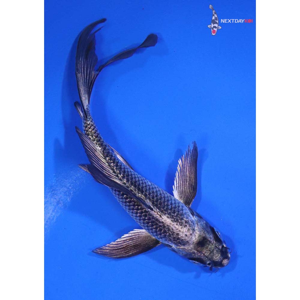 4.5” Imported Gin Matsuba Butterfly Koi