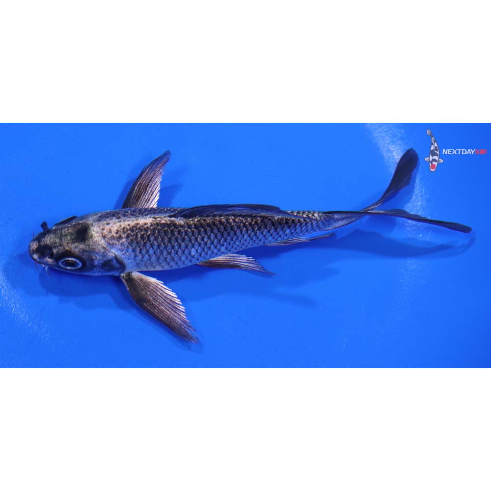 4.5” Imported Gin Matsuba Butterfly Koi