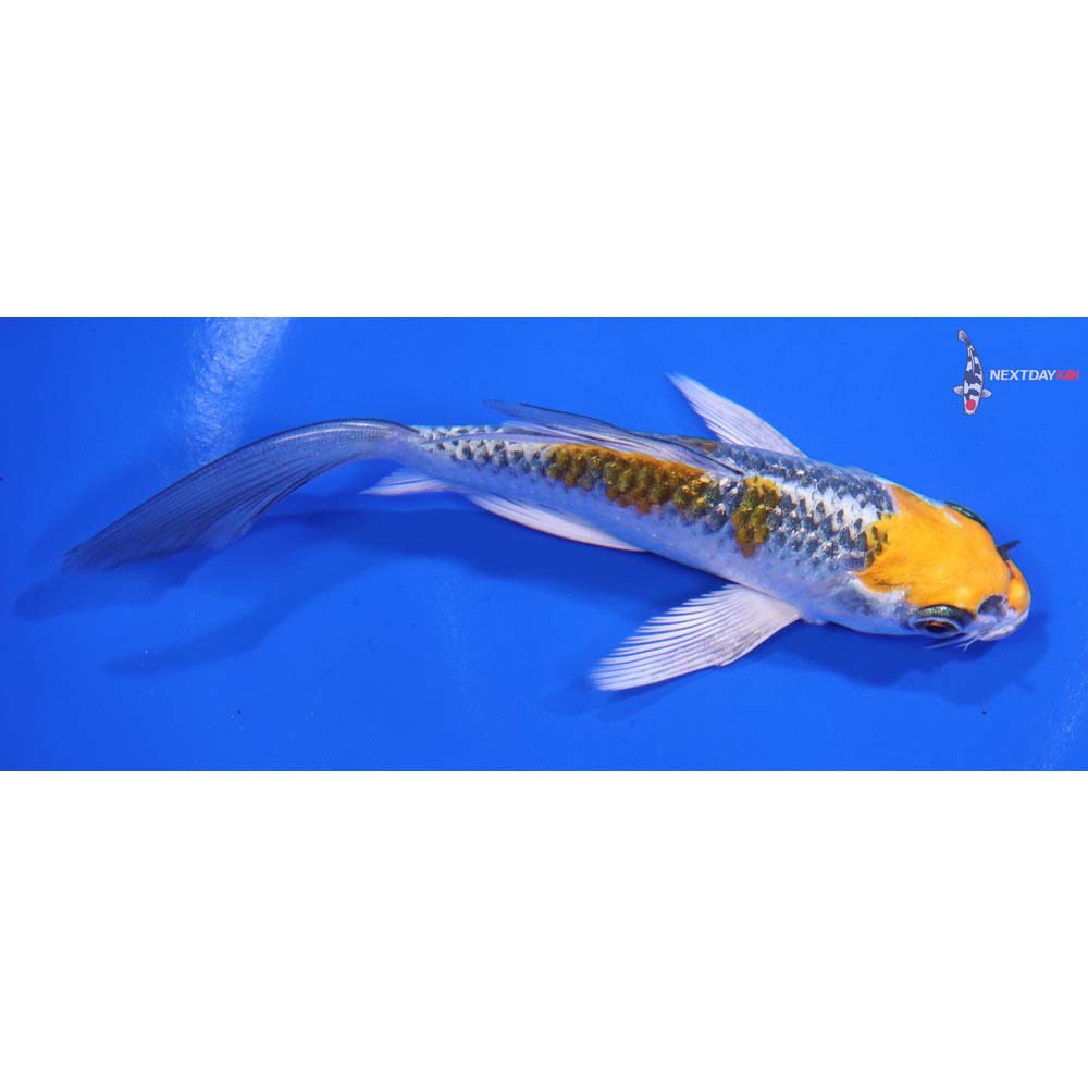 5” Imported Kujaku Butterfly Koi