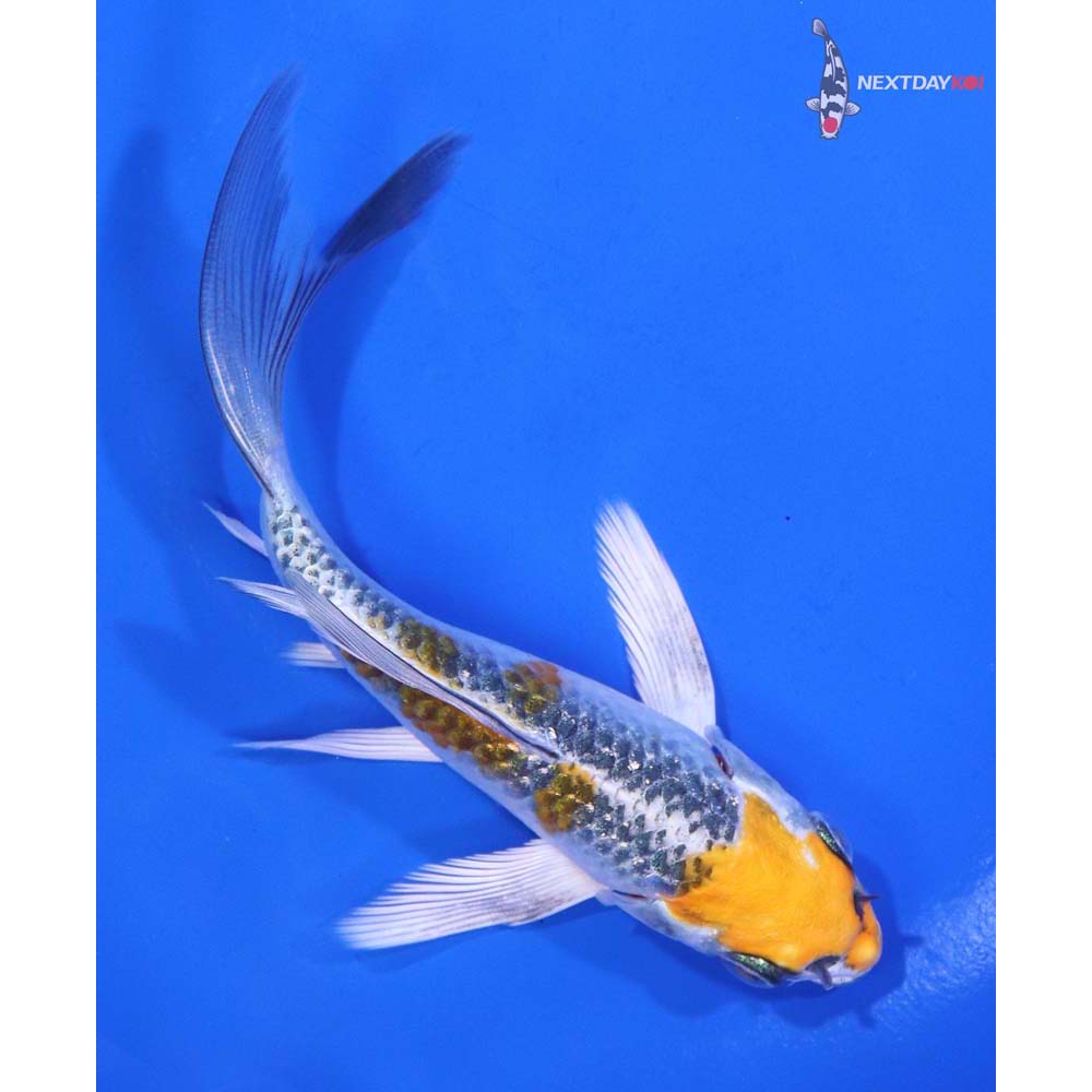 5” Imported Kujaku Butterfly Koi