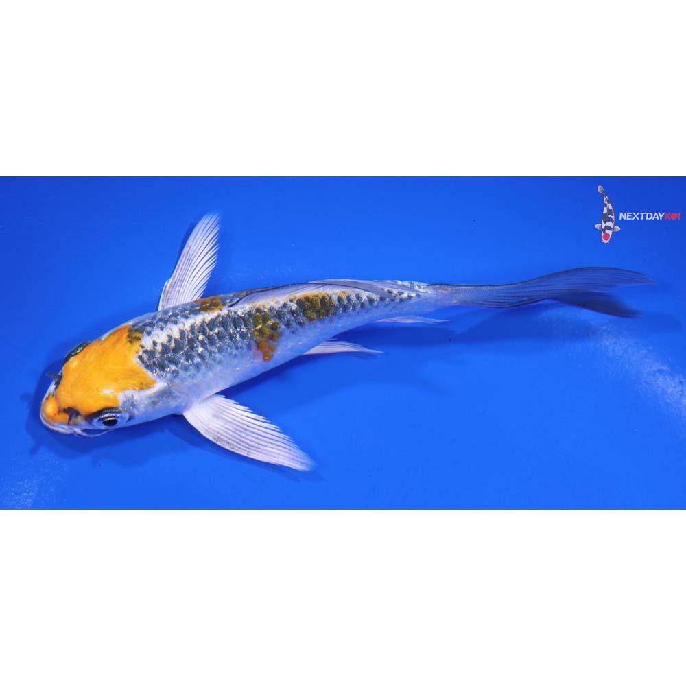 5” Imported Kujaku Butterfly Koi