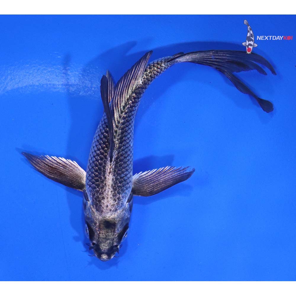 4.5” Imported Gin Matsuba Butterfly Koi