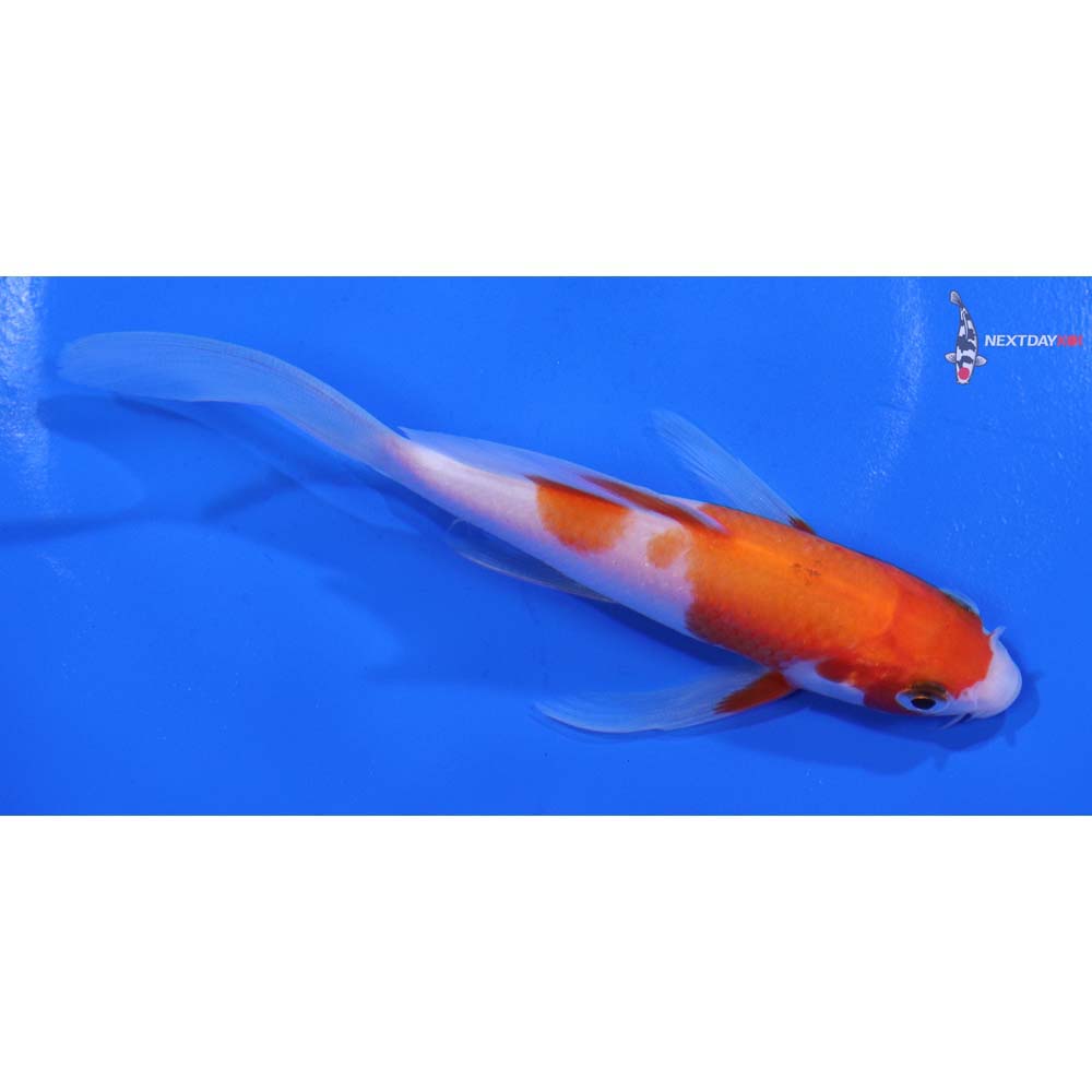 4.5” Imported Kohaku Butterfly Koi