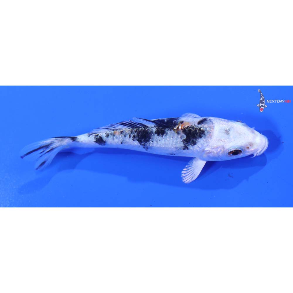 3.5” Imported Gin Rin Yamato Nishiki