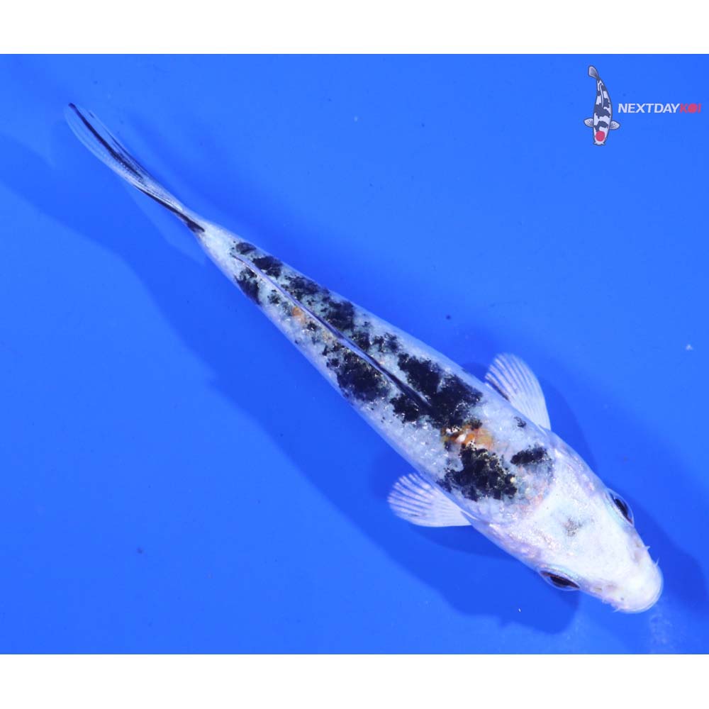 3.5” Imported Gin Rin Yamato Nishiki