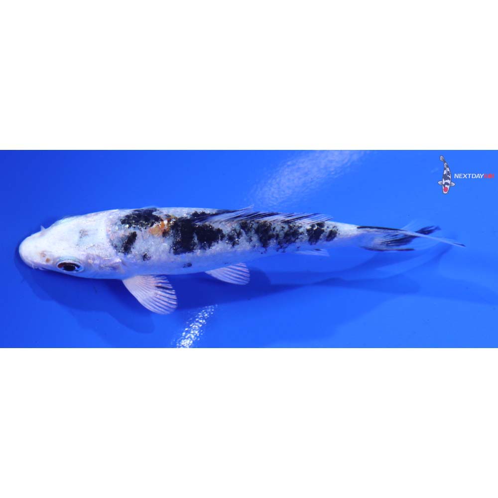 3.5” Imported Gin Rin Yamato Nishiki