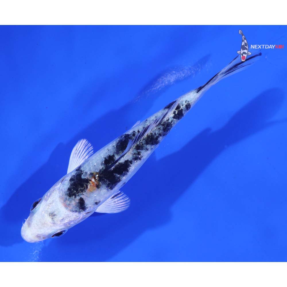 3.5” Imported Gin Rin Yamato Nishiki