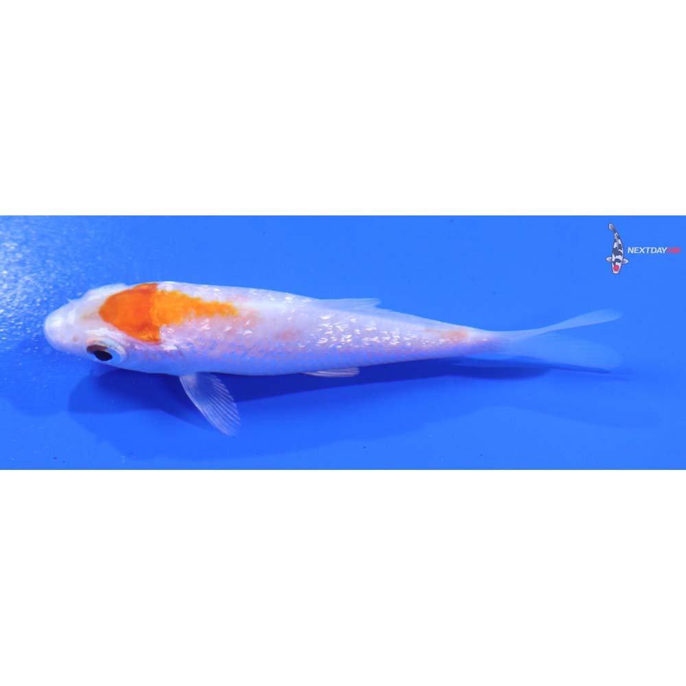 3.5” Imported Gin Rin Kohaku