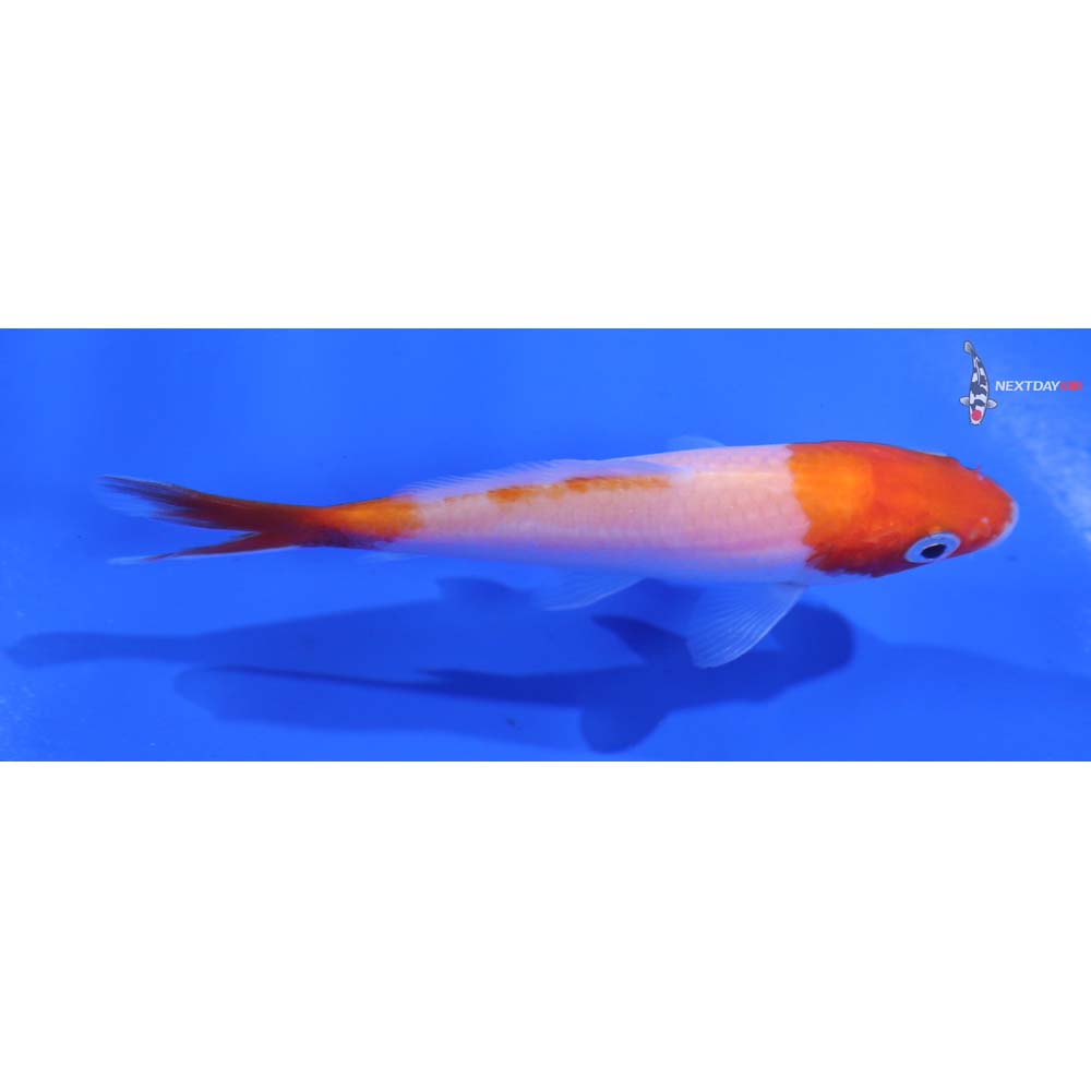3.5” Imported Kohaku