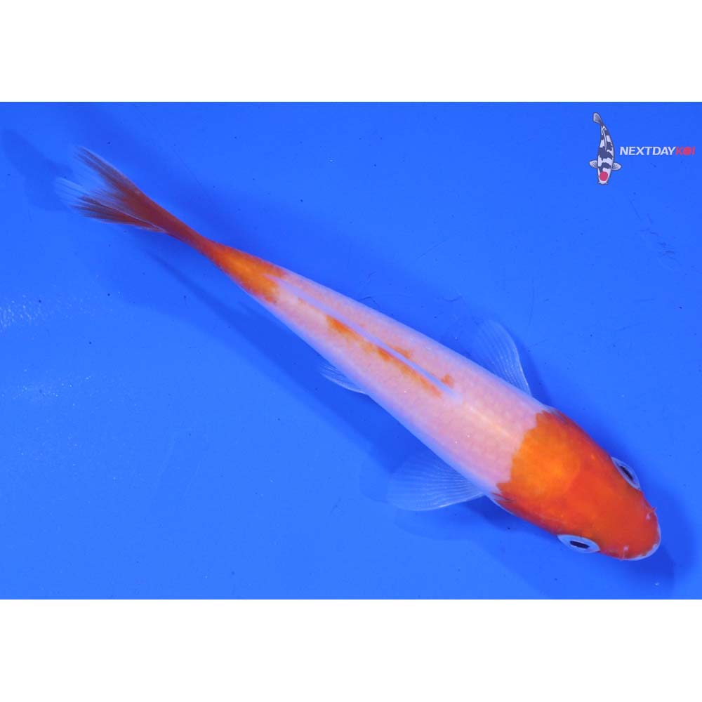 3.5” Imported Kohaku