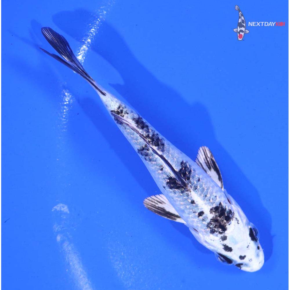 3.5” Imported Gin Shiro Bekko