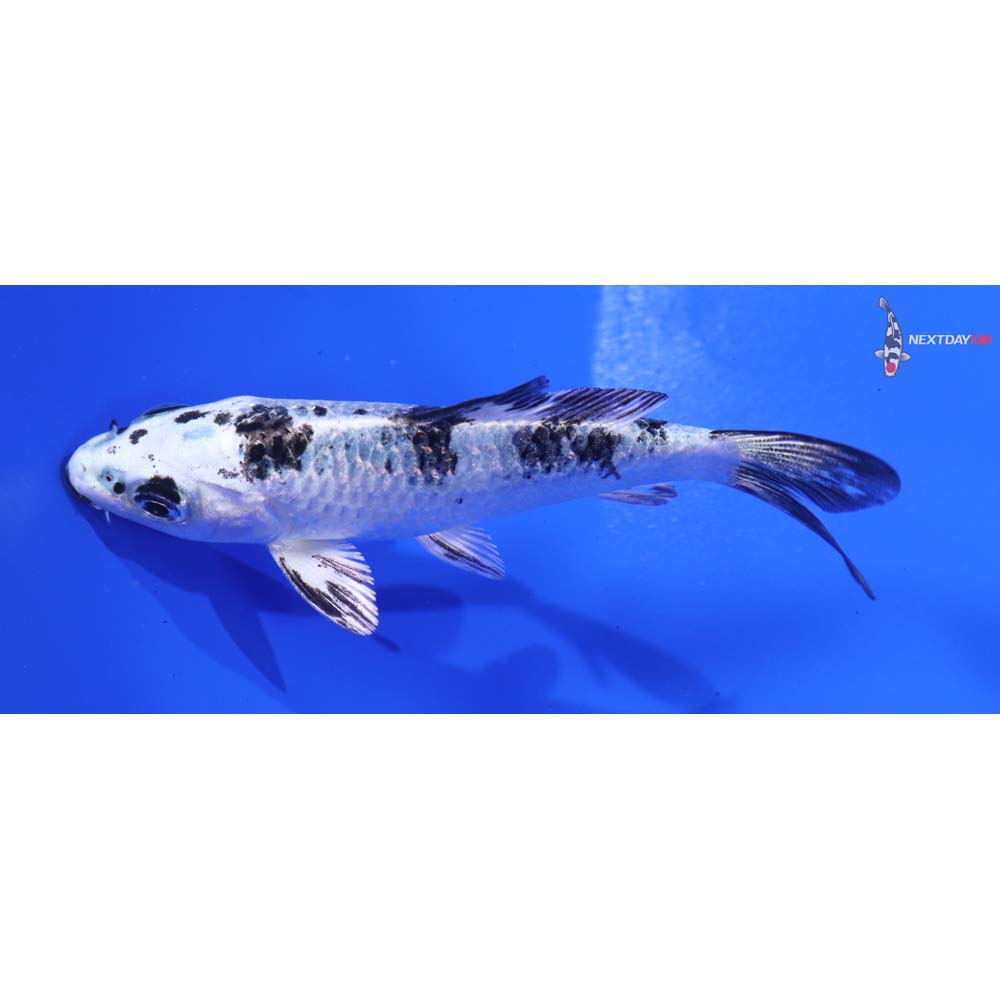 3.5” Imported Gin Shiro Bekko