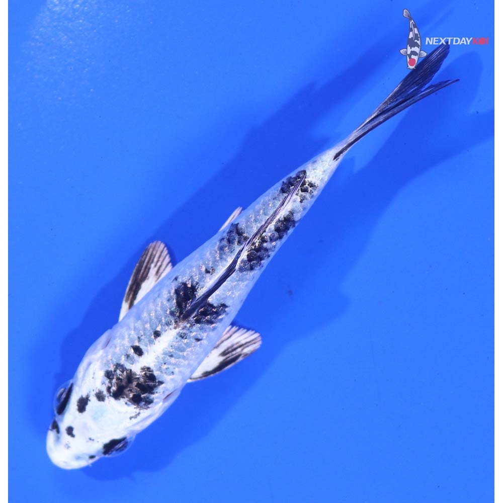 3.5” Imported Gin Shiro Bekko