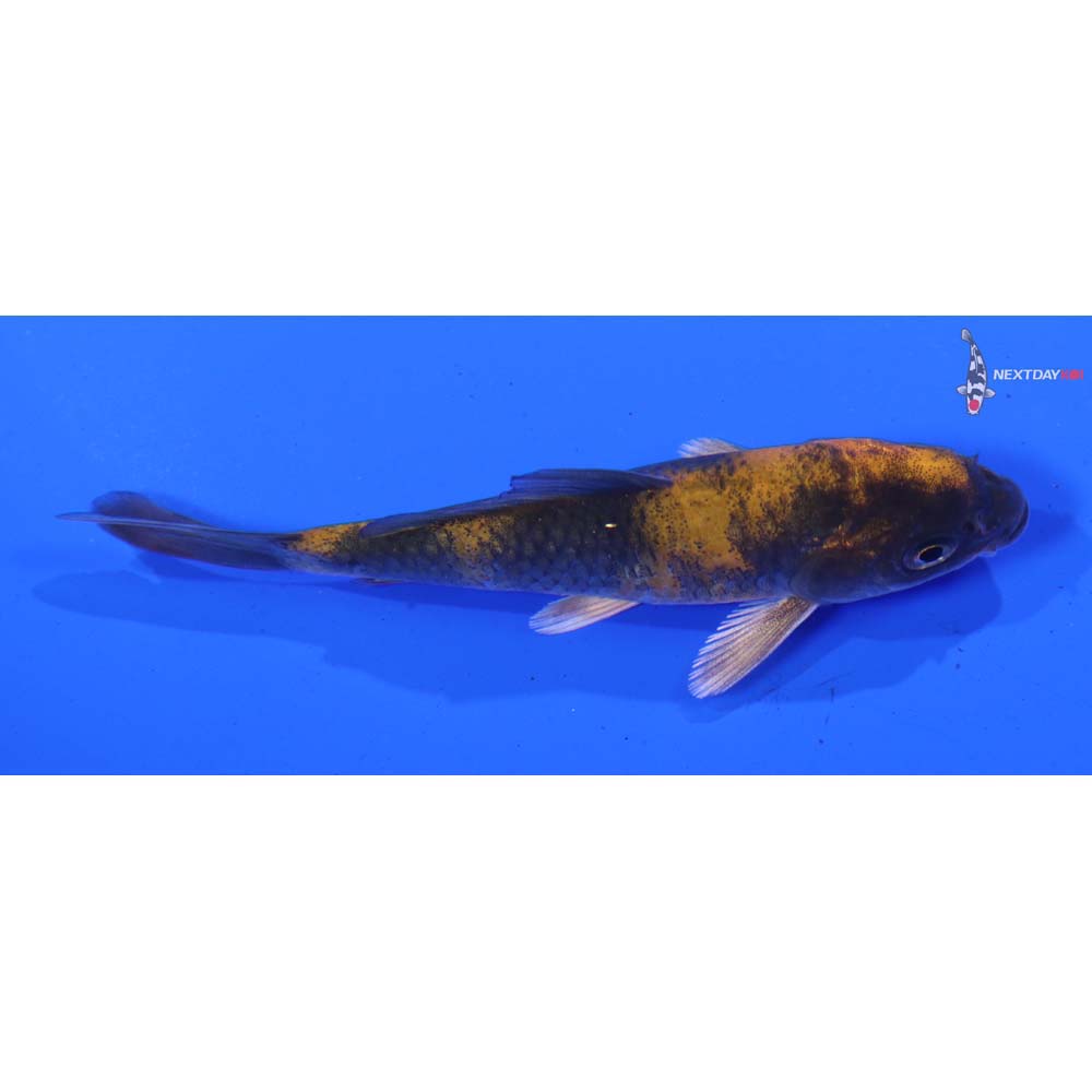 3.5” Imported Kin Hi Utsuri