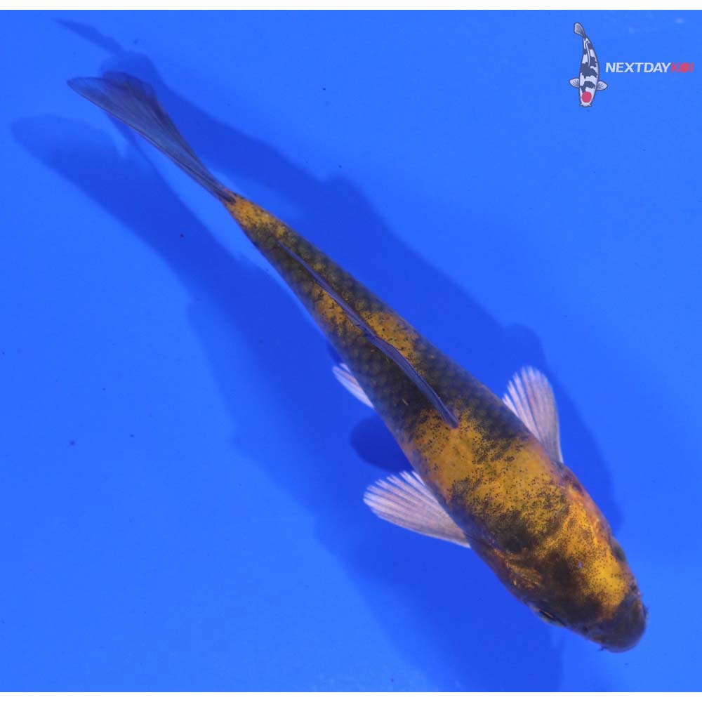 3.5” Imported Kin Hi Utsuri