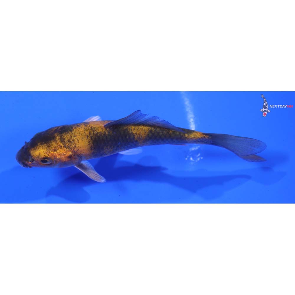 3.5” Imported Kin Hi Utsuri