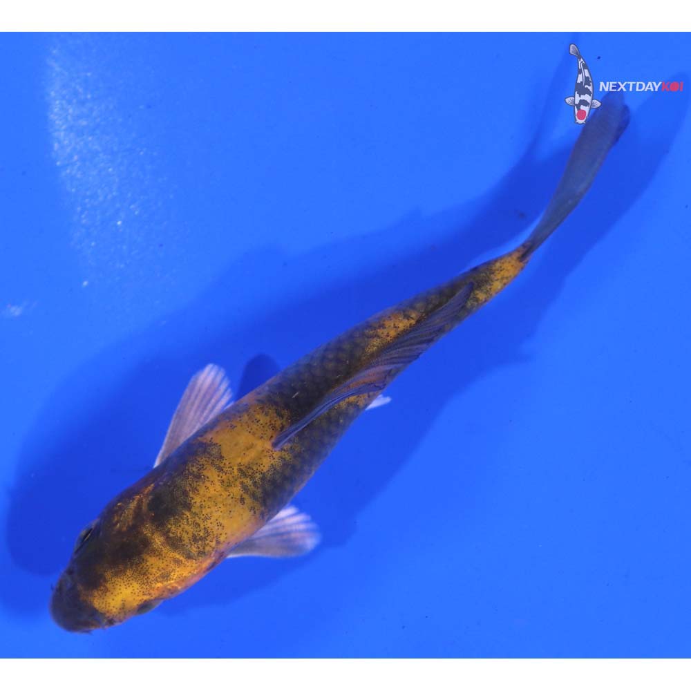 3.5” Imported Kin Hi Utsuri