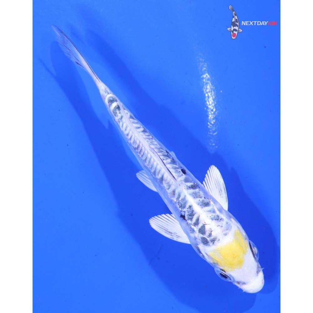 4” Imported Doitsu Kujaku