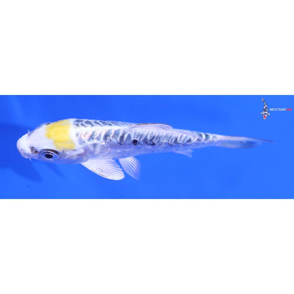 4” Imported Doitsu Kujaku