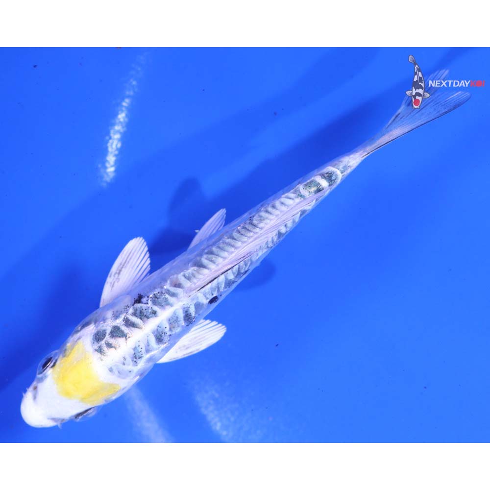 4” Imported Doitsu Kujaku