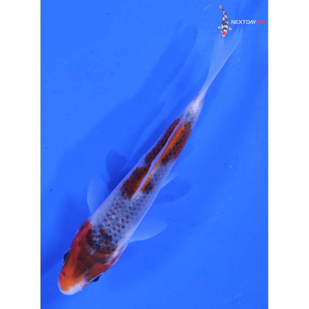 4” Imported Goromo