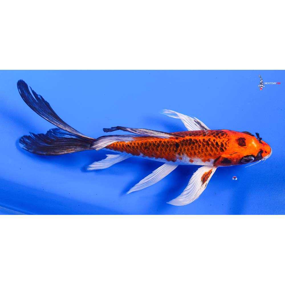 7” Imported Kujaku Butterfly Koi