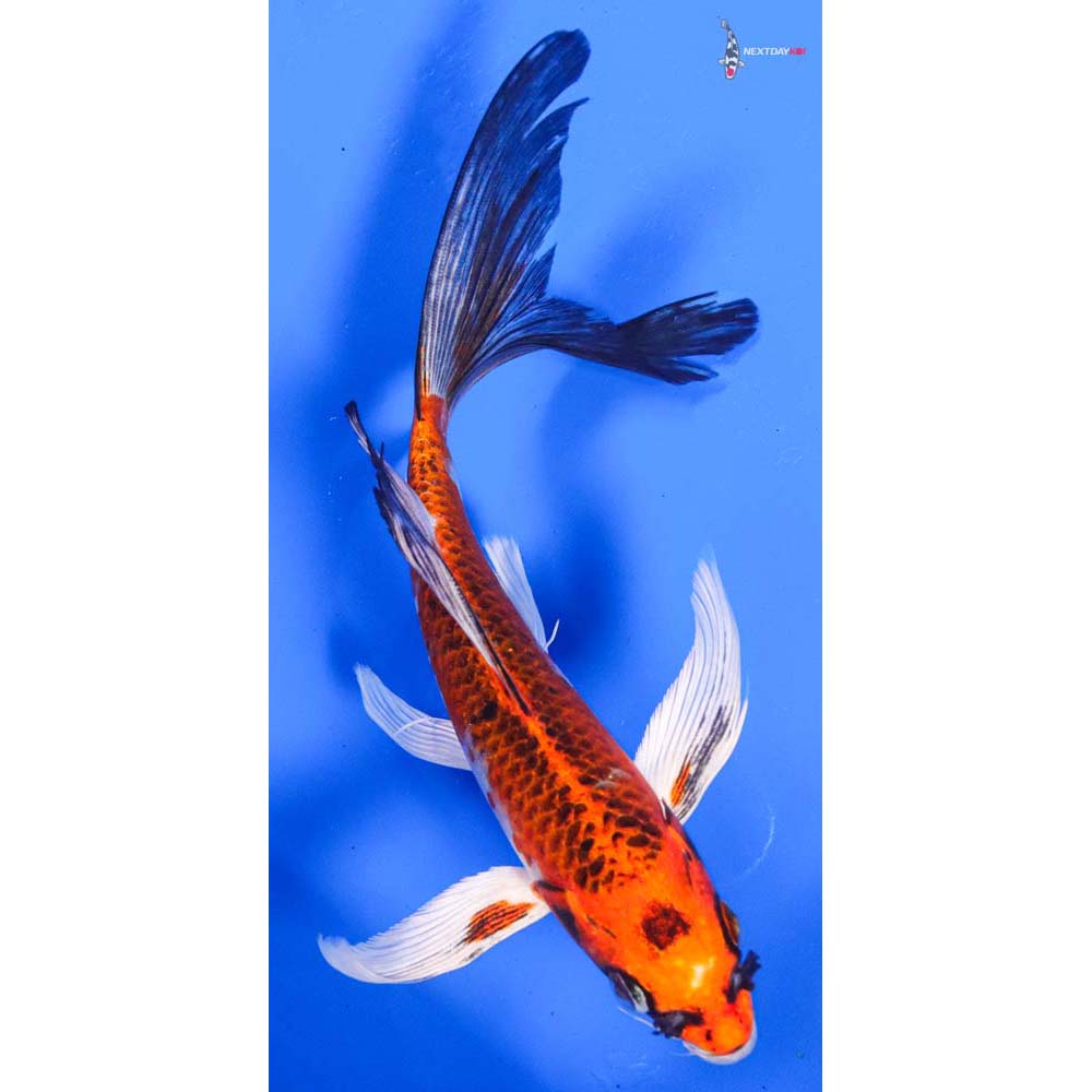 7” Imported Kujaku Butterfly Koi