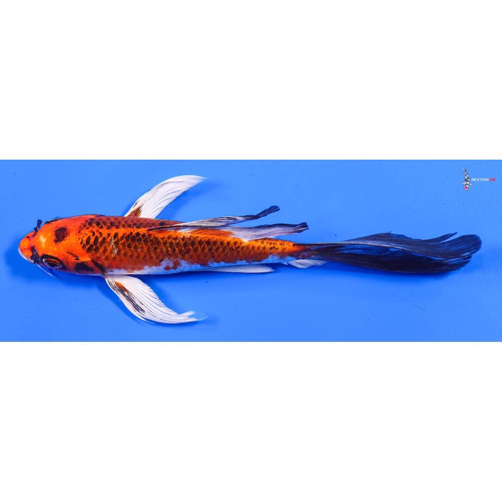 7” Imported Kujaku Butterfly Koi