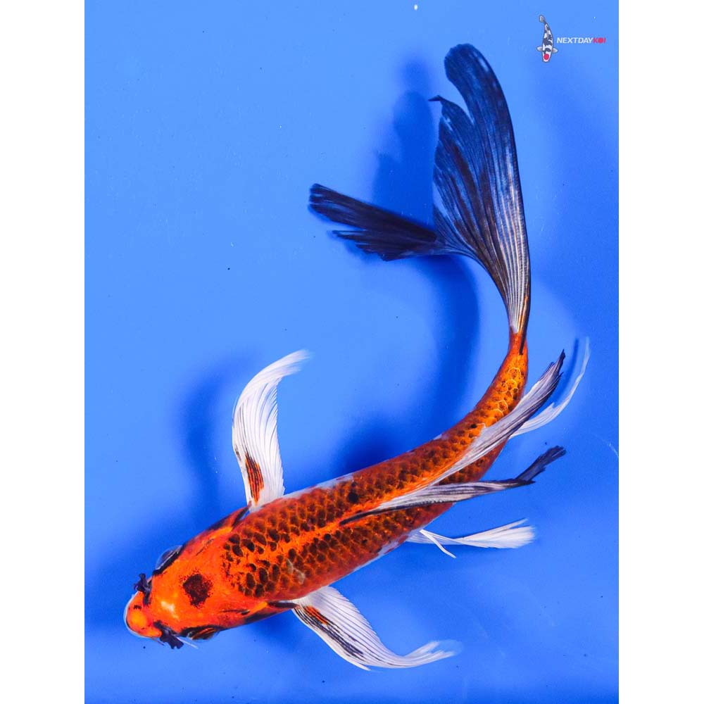 7” Imported Kujaku Butterfly Koi