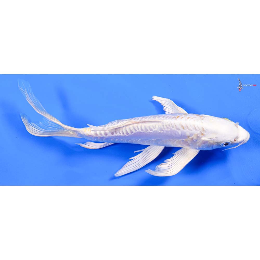 9” Imported Kikusui Butterfly Koi