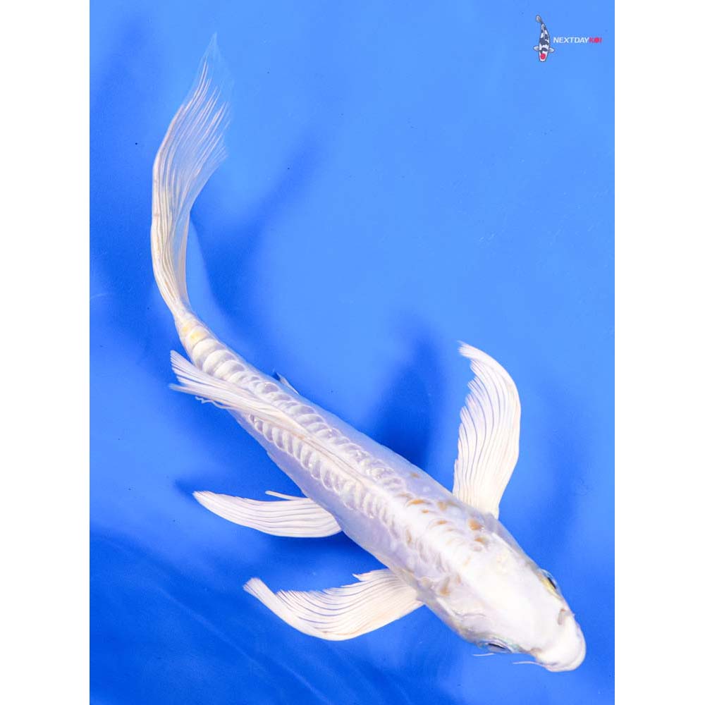 9” Imported Kikusui Butterfly Koi