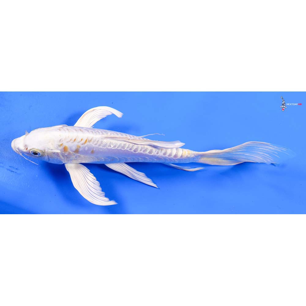 9” Imported Kikusui Butterfly Koi
