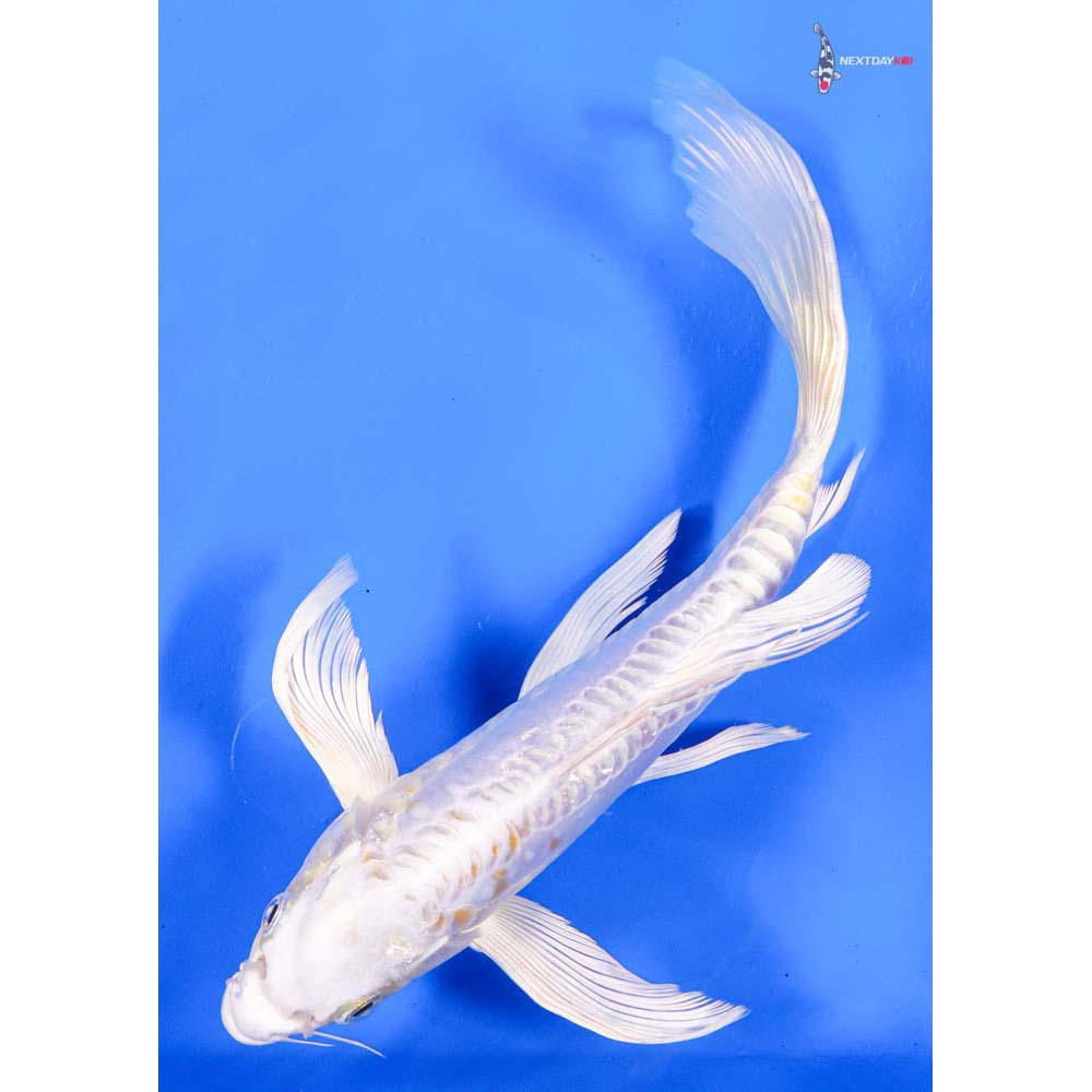 9” Imported Kikusui Butterfly Koi
