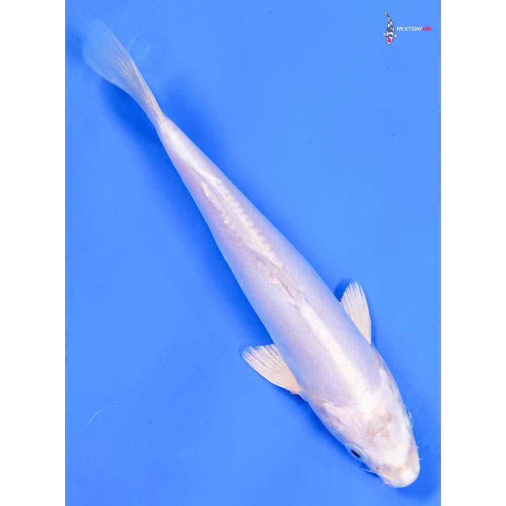 8.5” Imported Doitsu Platinum Ogon