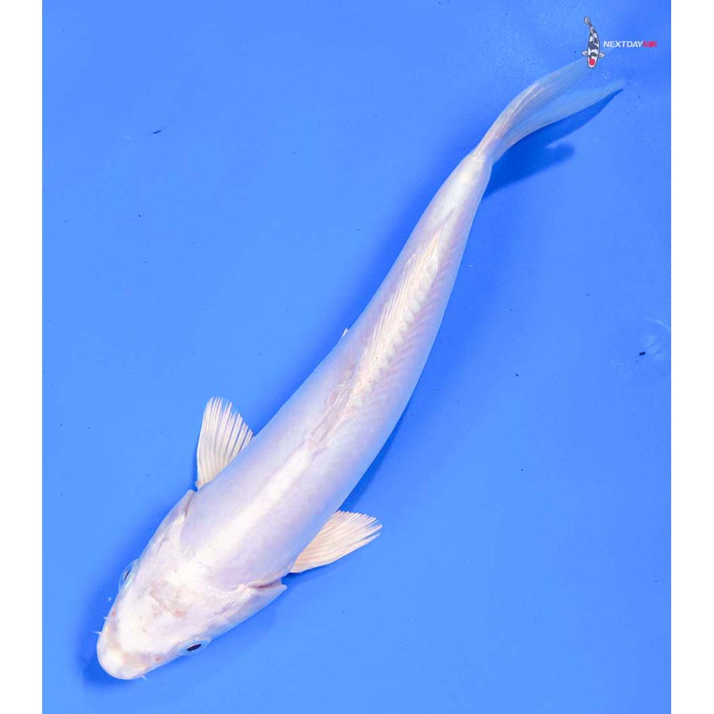 8.5” Imported Doitsu Platinum Ogon