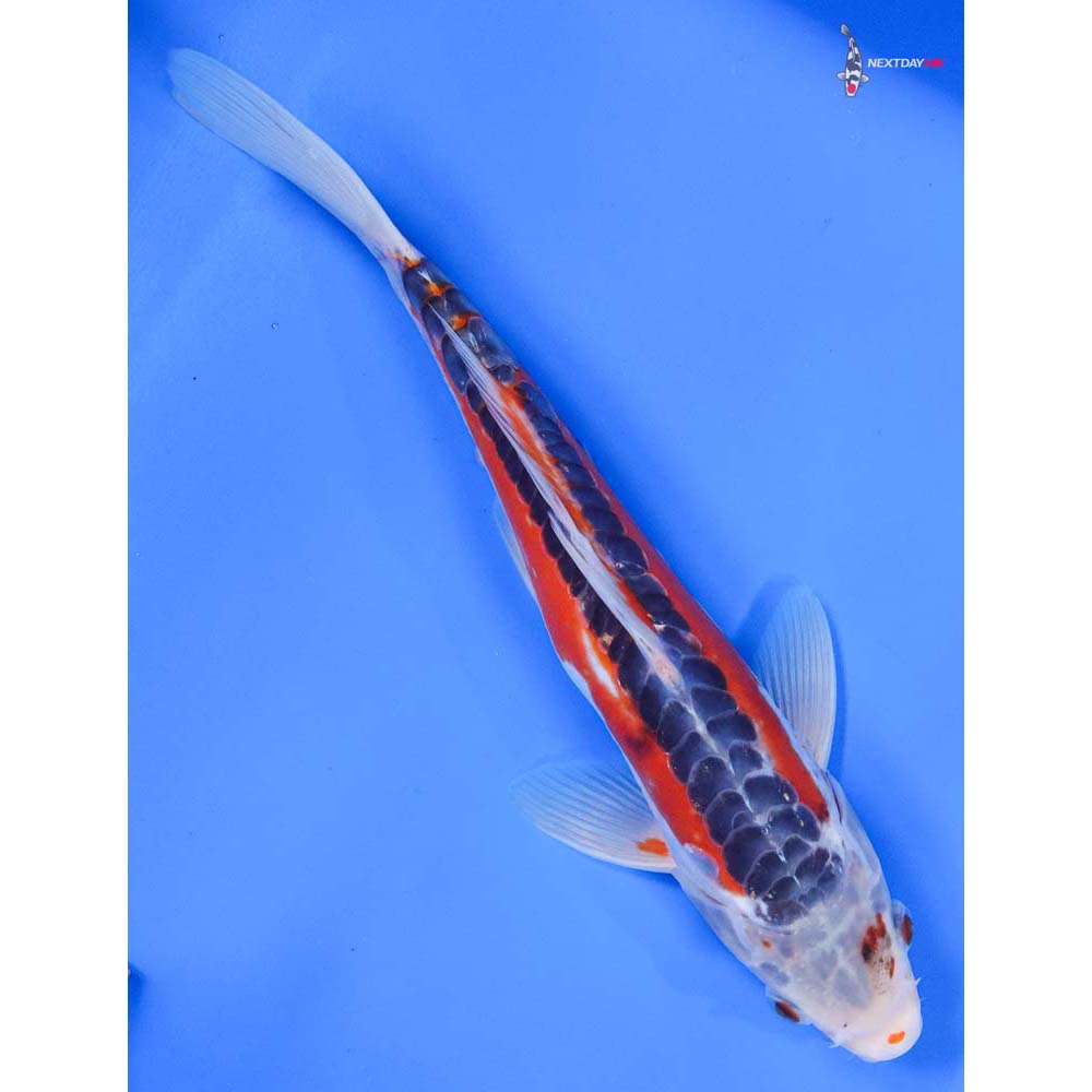 10” Imported Shusui