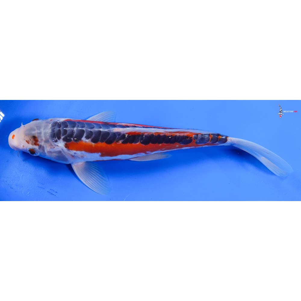 10” Imported Shusui