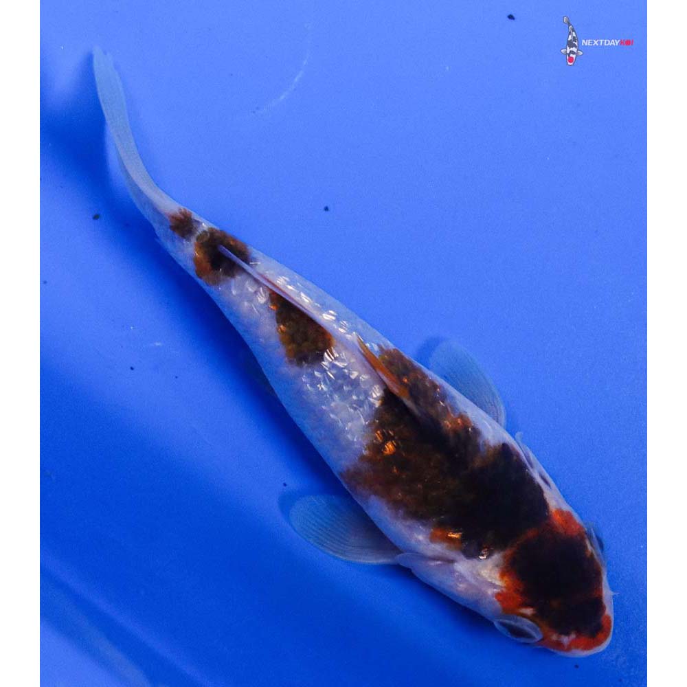 4.5” Imported Gin Rin Goromo