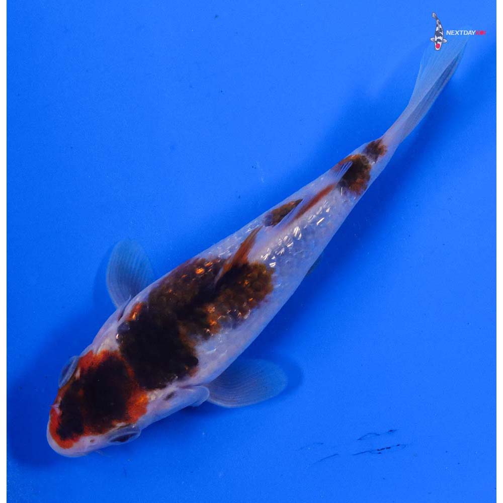 4.5” Imported Gin Rin Goromo