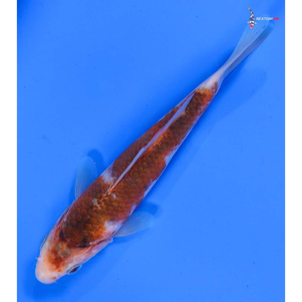 5” Imported Goromo